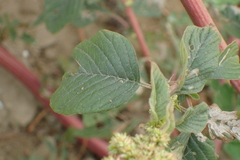 Amaranthus dubius