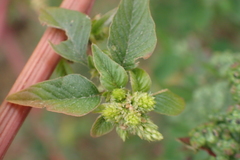 Amaranthus dubius