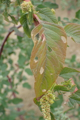 Amaranthus dubius