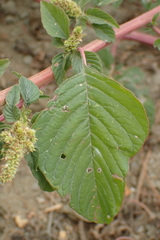 Amaranthus dubius