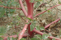 Amaranthus dubius