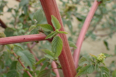 Amaranthus dubius