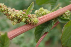 Amaranthus dubius