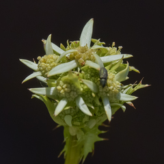 Alepidea amatymbica