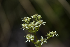 Alepidea amatymbica