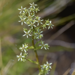 Alepidea amatymbica