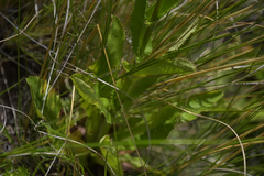 Alepidea amatymbica