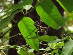 Polyscias australiana
