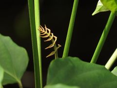 Polyscias australiana