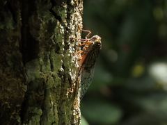 Henicopsaltria rufivelum