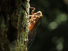 Henicopsaltria rufivelum