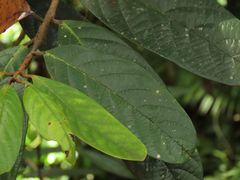 Cryptocarya mackinnoniana