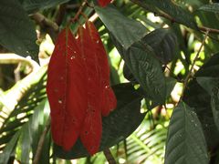 Cryptocarya mackinnoniana