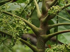 Polyscias australiana