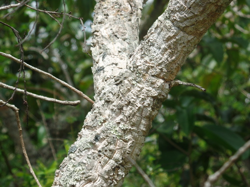 Ouratea hexasperma
