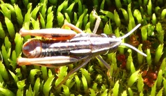 Alpinacris tumidicauda