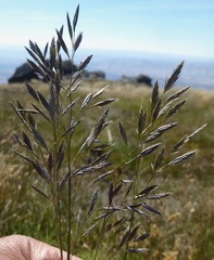 Festuca madida