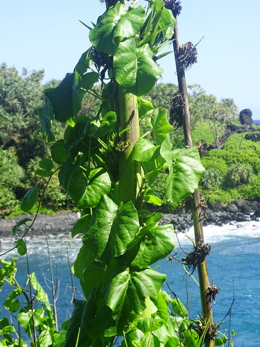 Ipomoea violacea observed 2016-02-19