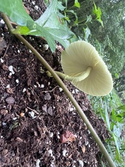 Leucocoprinus birnbaumii image