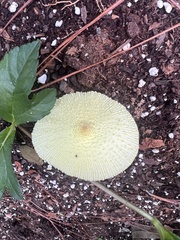 Leucocoprinus birnbaumii image