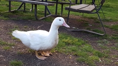 Anatidae