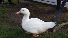 Anatidae