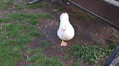 Anatidae