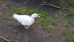 Anatidae