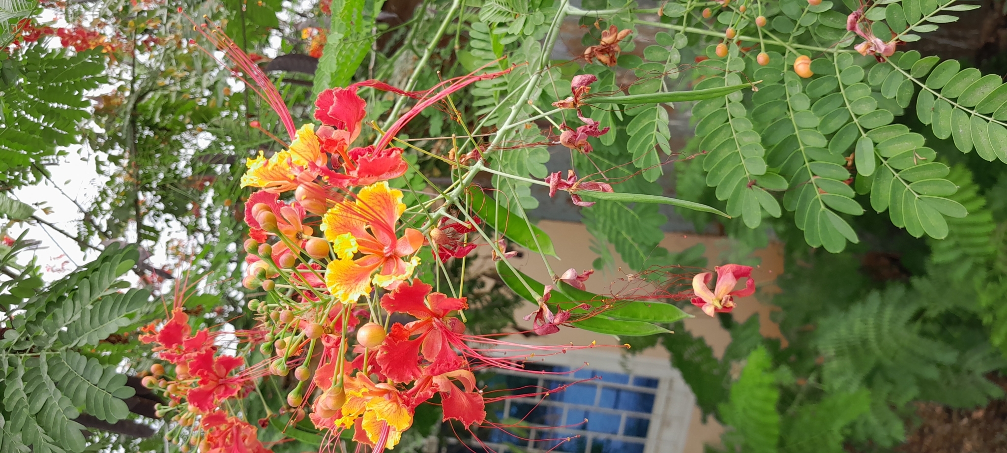 Caesalpinia pulcherrima image