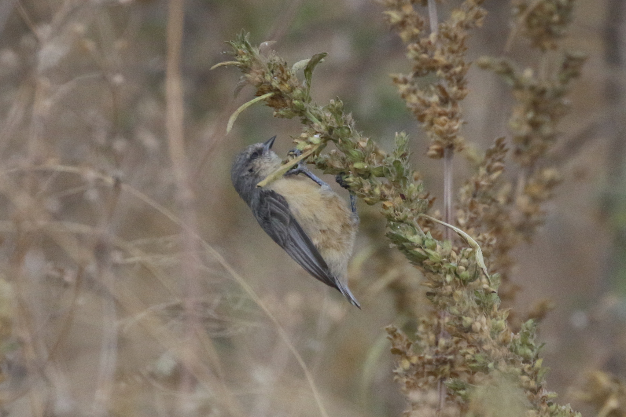 Grey Penduline Tit (Anthoscopus caroli), photo 6