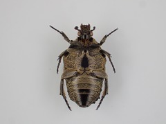 Hoplopyga liturata