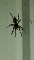 Lampona cylindrata