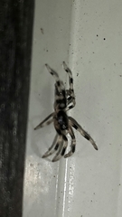 Lampona cylindrata