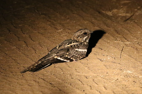 Slender-tailed Nightjar (Caprimulgus clarus), photo 7