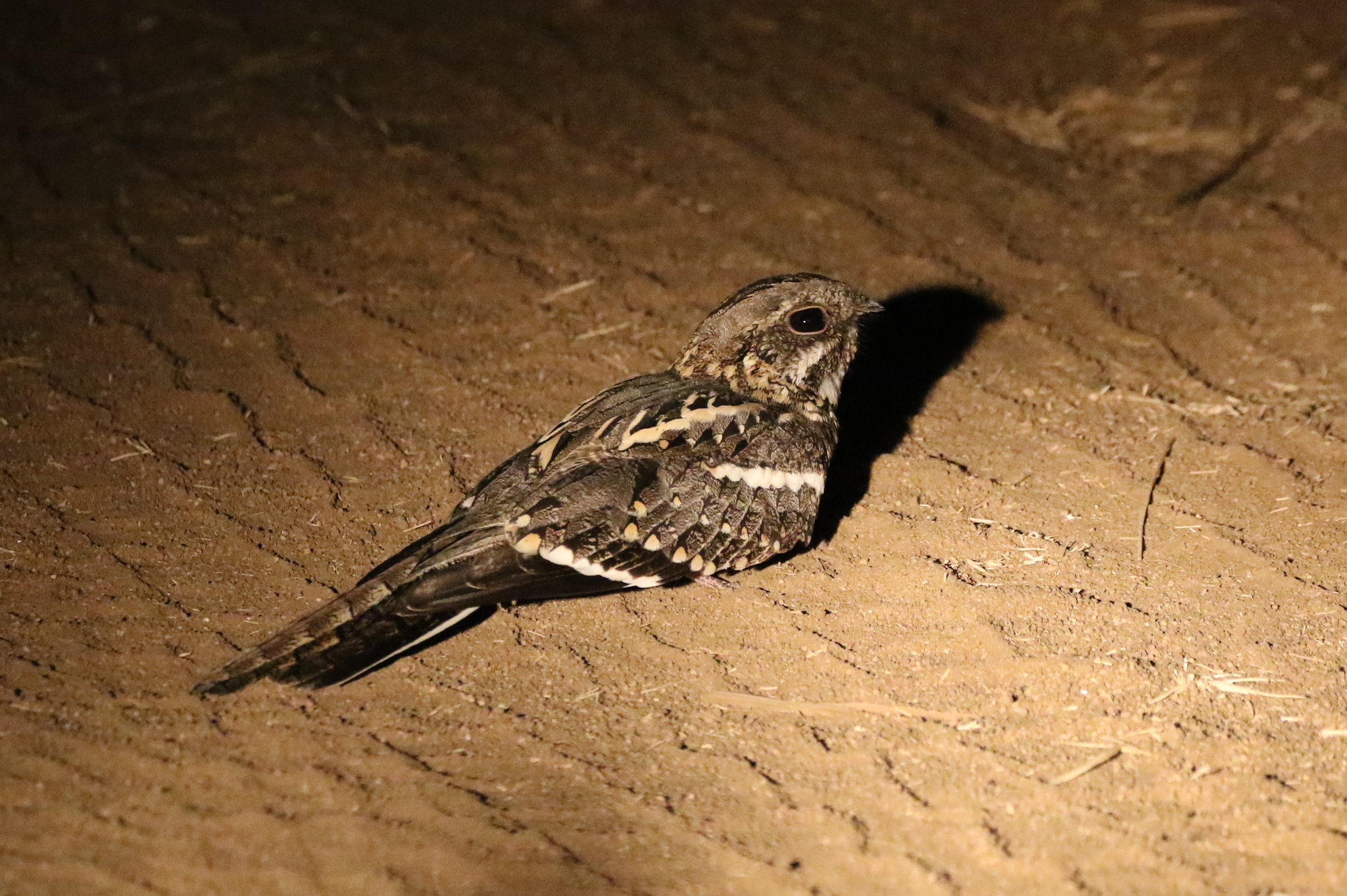 Slender-tailed Nightjar (Caprimulgus clarus), photo 4