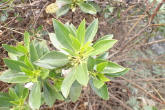 Myoporum bontioides