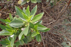 Myoporum bontioides