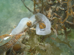 Pleurobranchaea maculata