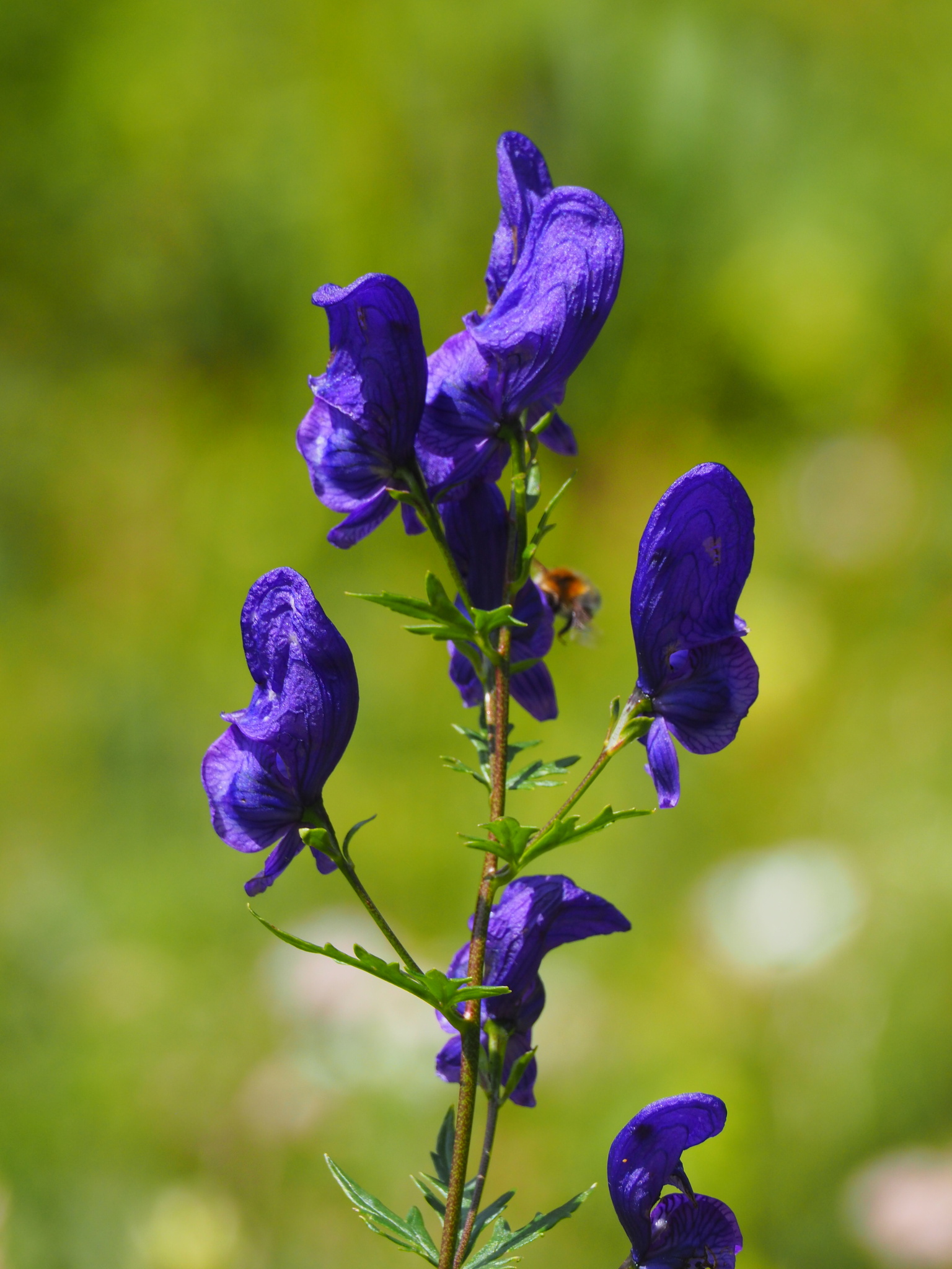 Aconitum variegatum