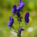 Manchurian Monkshood - Photo (c) burkardleitner, some rights reserved (CC BY-NC)