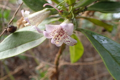 Myoporum bontioides