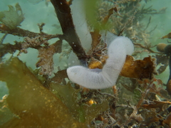 Pleurobranchaea maculata