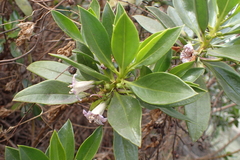 Myoporum bontioides