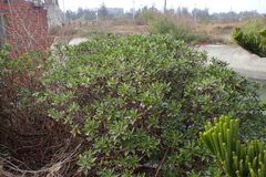 Myoporum bontioides