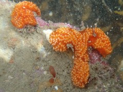 Aplidium benhami