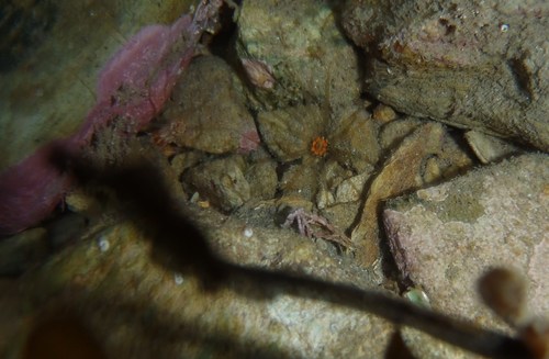 Edwardsiidae