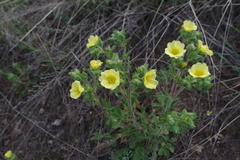 Potentilla astracanica