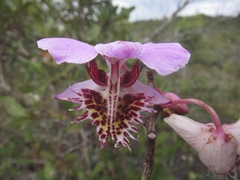 Papilionanthe pedunculata