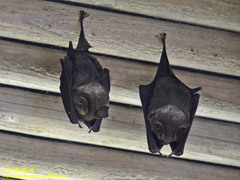 Hipposideros armiger terasensis