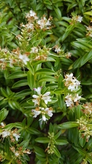 Veronica brachysiphon